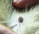 Tick on head of dog can be removed easily with a pair of tweezers
